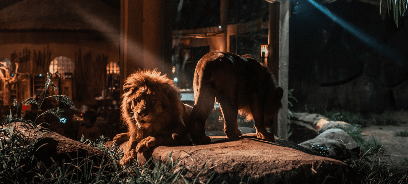 Ultimate Bali Night Safari Package: Unforgettable After-Dark Adventure