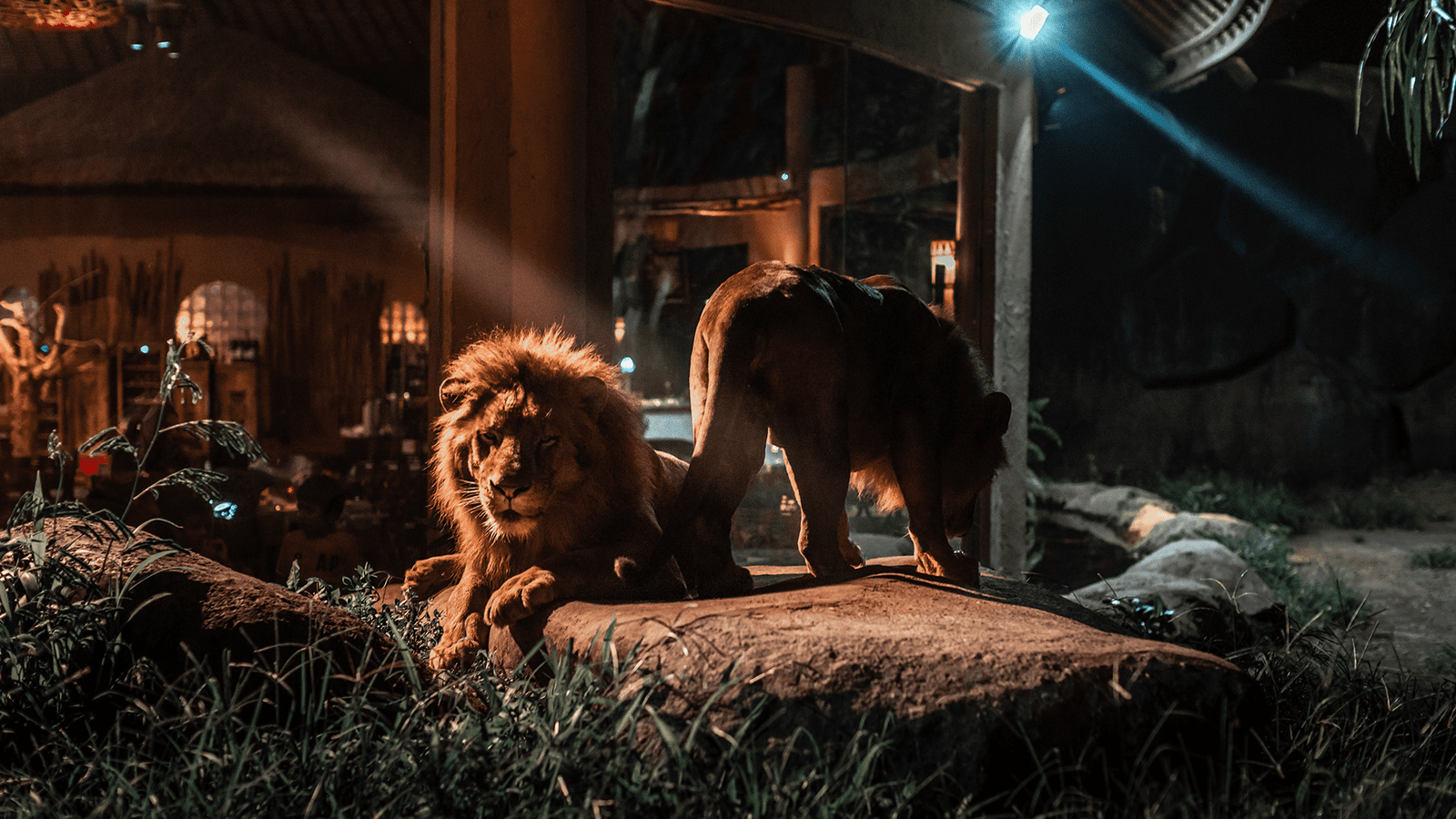 Ultimate Bali Night Safari Package: Unforgettable After-Dark Adventure